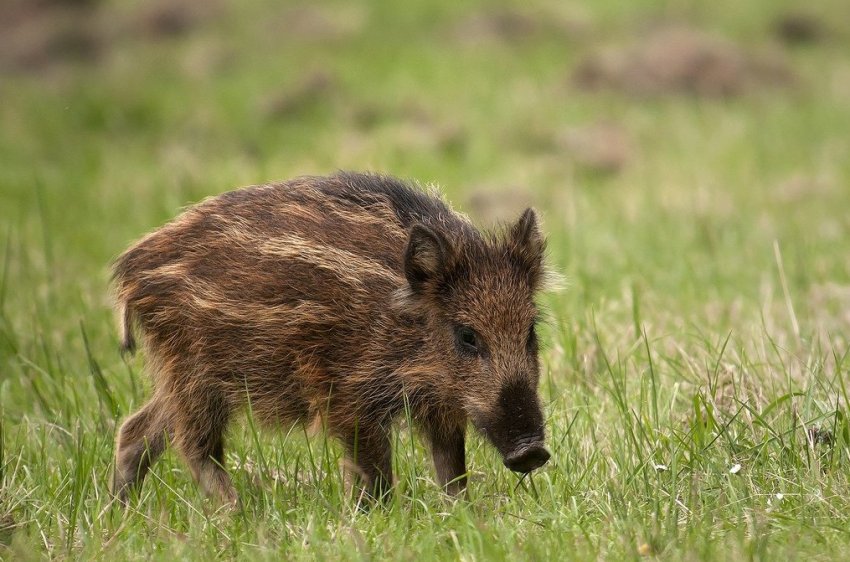 Другий випадок АЧС виявлено на заході Польщі