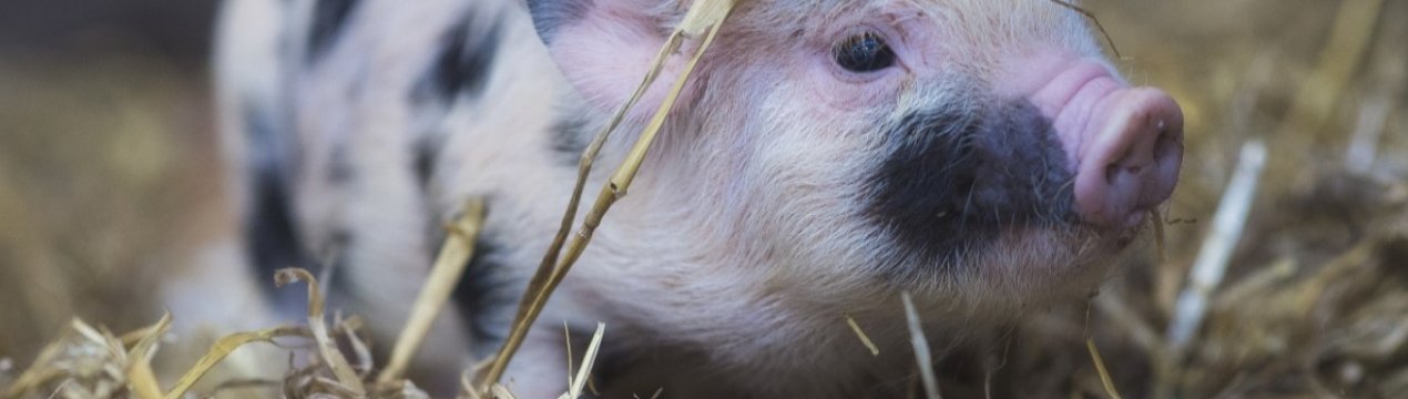 Другий випадок АЧС виявлений у західній Польщі