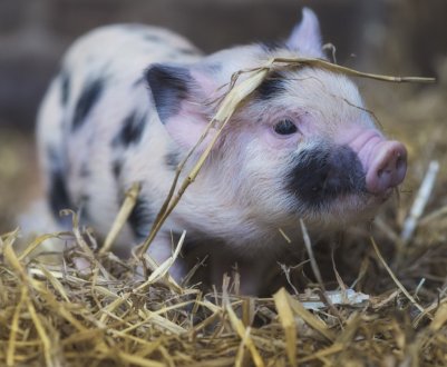 Другий випадок АЧС виявлений у західній Польщі