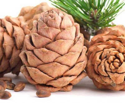 Коли збирають кедрові шишки