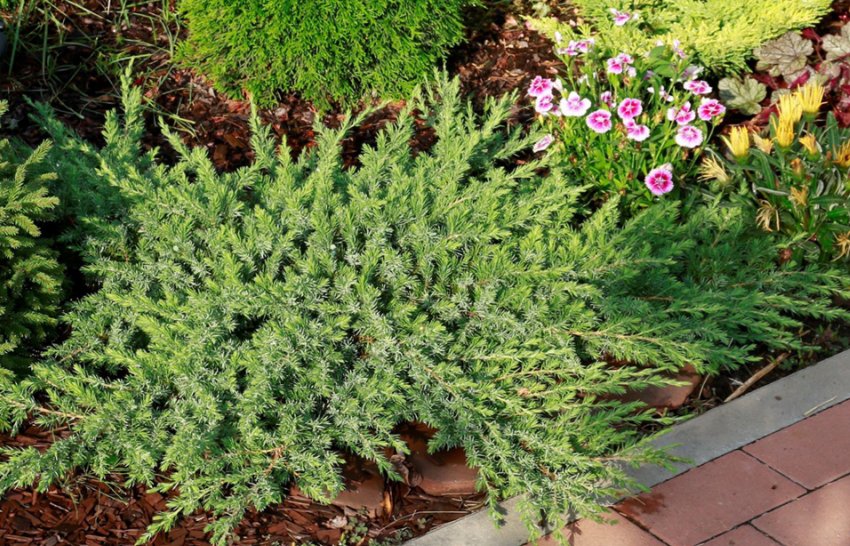 Можжевельник у ландшафті Можжевельник у ландшафті