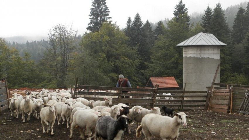Фермери Сербії страждають від нападу ведмедів Фермери Сербії страждають від нападу ведмедів