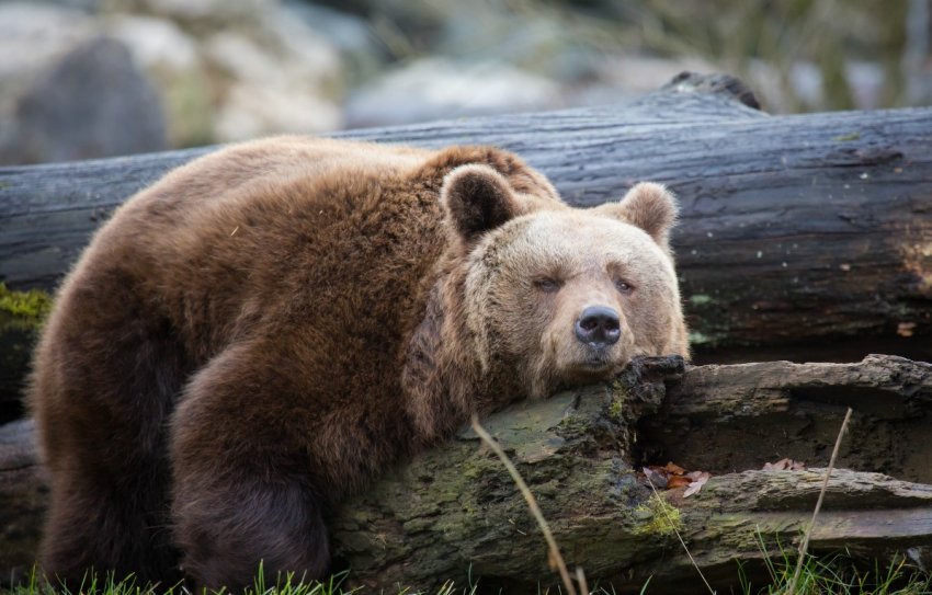 Фермери Сербії страждають від нападу ведмедів Фермери Сербії страждають від нападу ведмедів