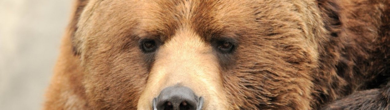 Фермери у Сербії страждають від нападу ведмедів