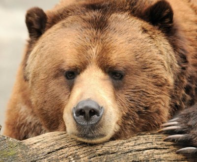 Фермери у Сербії страждають від нападу ведмедів