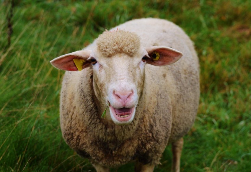 Фермери Сербії страждають від нападу ведмедів Фермери Сербії страждають від нападу ведмедів