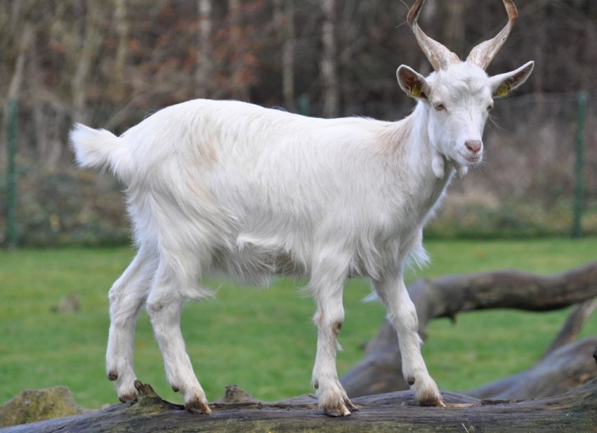 Фермери Сербії страждають від нападу ведмедів Фермери Сербії страждають від нападу ведмедів