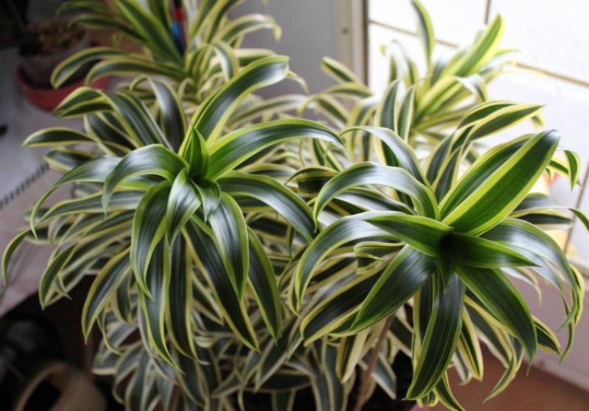 Освітлення для драцени Освітлення для драцени