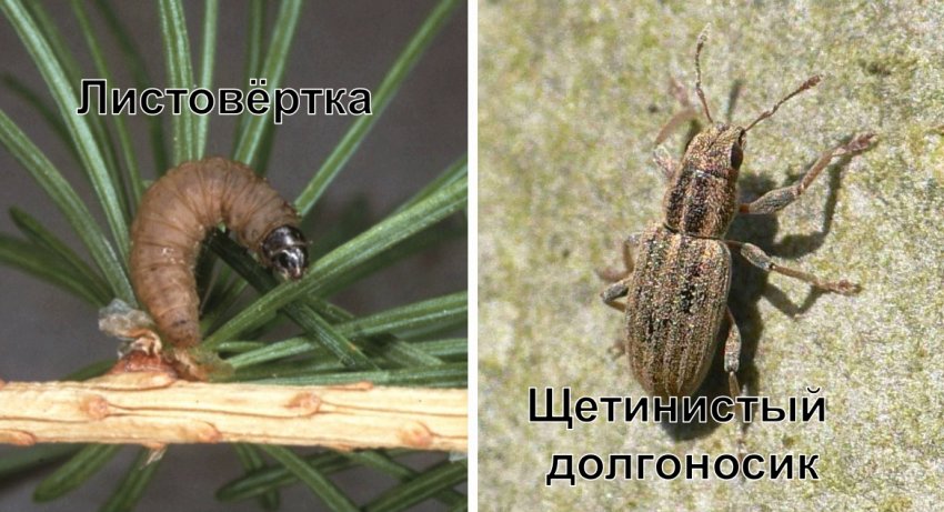 желтеет лиственница летом что делать. Смотреть фото желтеет лиственница летом что делать. Смотреть картинку желтеет лиственница летом что делать. Картинка про желтеет лиственница летом что делать. Фото желтеет лиственница летом что делать