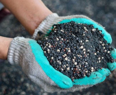 Підживлення гортензії сніжної: весною, влітку, восени