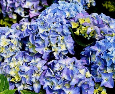 Опис і характеристики гортензії "Ерлі Блю"