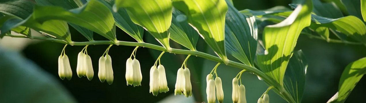 Опис та вирощування купеню