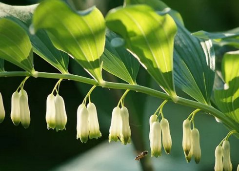 Опис та вирощування купеню