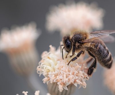 Європа може втратити 24 відсотки бджіл протягом 5 років
