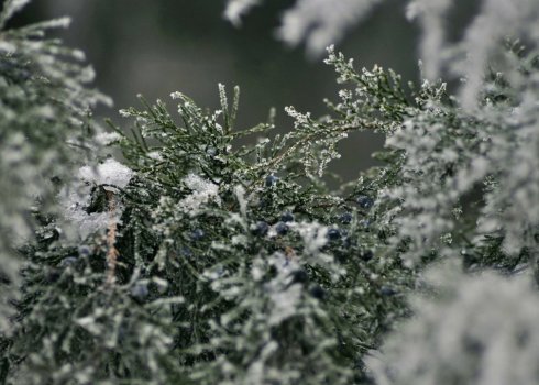 Как подготовить можжевельник к зиме