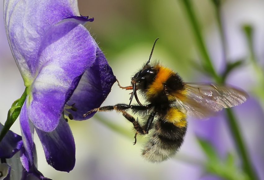 Європа може втратити 24 відсотки бджіл протягом 5 років Європа може втратити 24 відсотки бджіл протягом 5 років