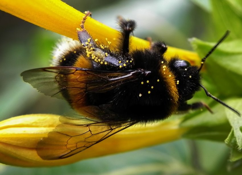 Європа може втратити 24 відсотки бджіл протягом 5 років Європа може втратити 24 відсотки бджіл протягом 5 років