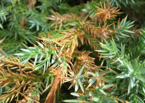 Почему желтеет можжевельник и что делать