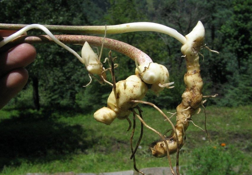 Корені купени Корені купени