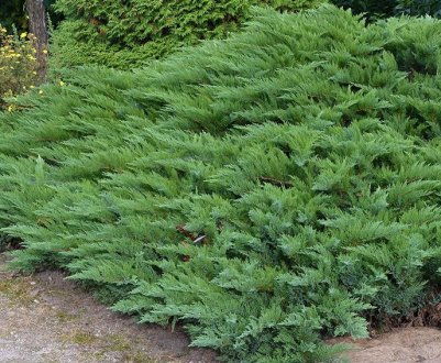 Особливості посадки та вирощування ялиці