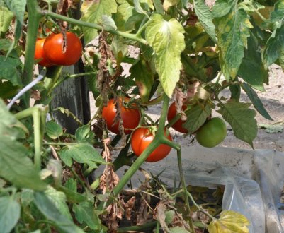 Як боротися з фітофторою на помідорах народними засобами в теплиці