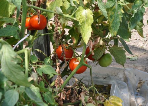 Як боротися з фітофторою на помідорах народними засобами в теплиці