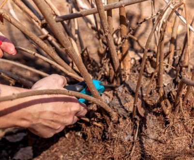 Обрезка гортензии на зиму