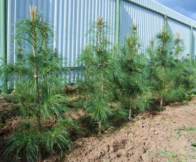 Скільки і наскільки швидко зростає кедр?