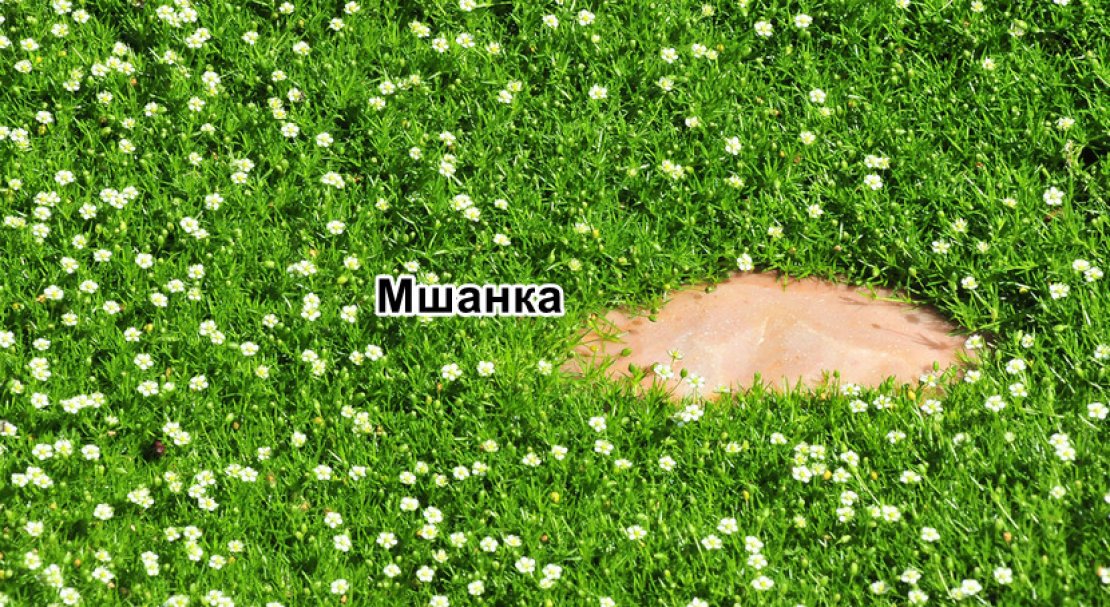 Мшанка Шиловидная Купить Семена В Леруа