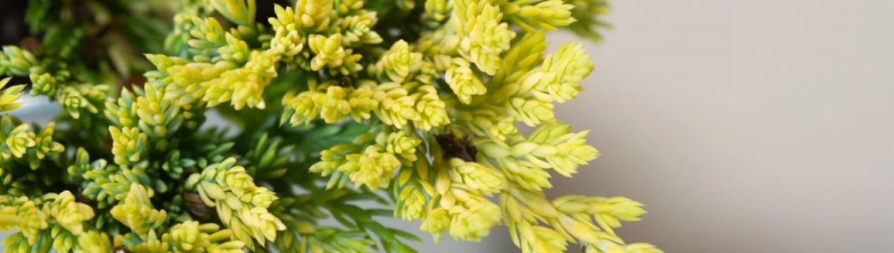 Описание можжевельника Голден Карпет, посадка и уход