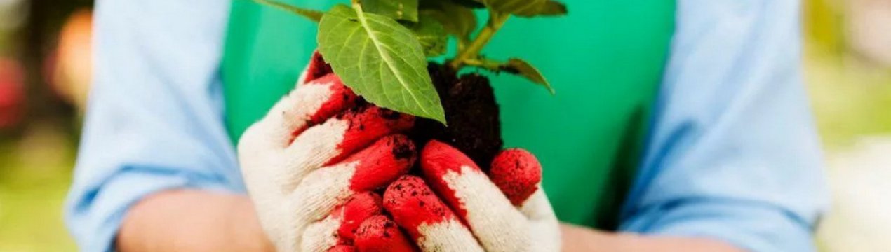 Особливості посадки та догляду за гортензією навесні