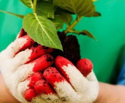 Особливості посадки та догляду за гортензією навесні