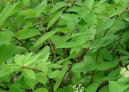 Почему не цветёт гортензия метельчатая