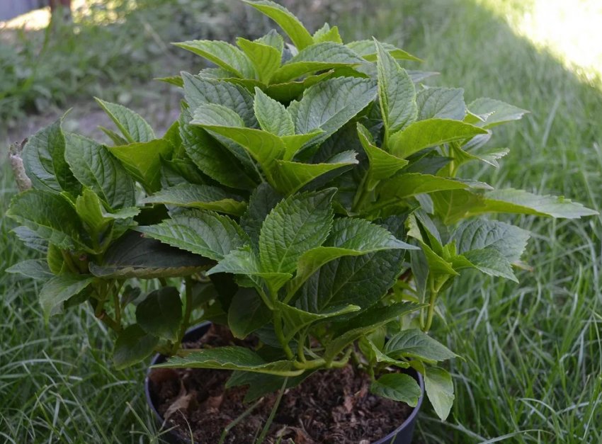 Саджанці крупнолистої гортензії