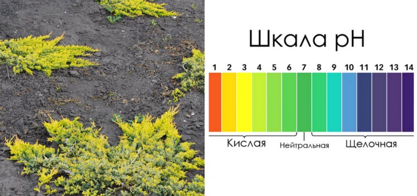 Место для посадки можжевельника Место для посадки можжевельника