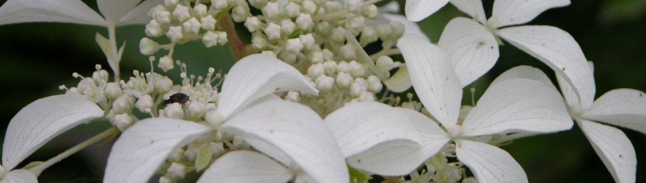 Гортензія метельчаста сорту Грейт Стар: опис і фото