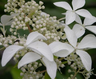 Гортензія метельчаста сорту Грейт Стар: опис і фото