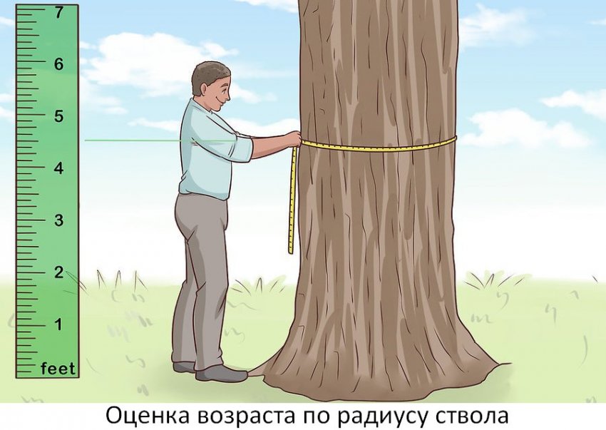 Рассмотрите дерево поближе и вы заметите. Возраст сосны по диаметру ствола. Измерение ствола дерева. Измерение диаметра ствола срубленного дерева. Диаметр ствола дерева.