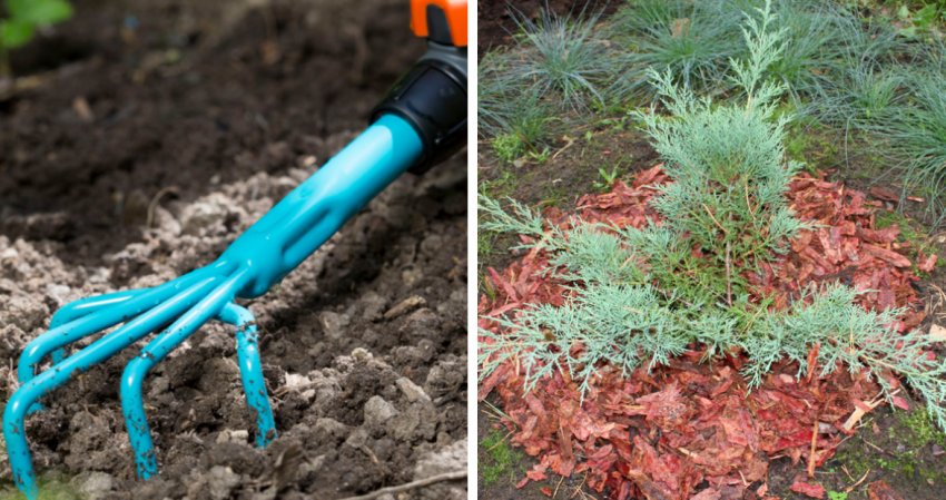 Рыхление и мульчирование можжевельника Рыхление и мульчирование можжевельника