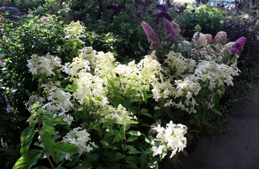 Гортензія в ландшафтному дизайні Гортензія в ландшафтному дизайні