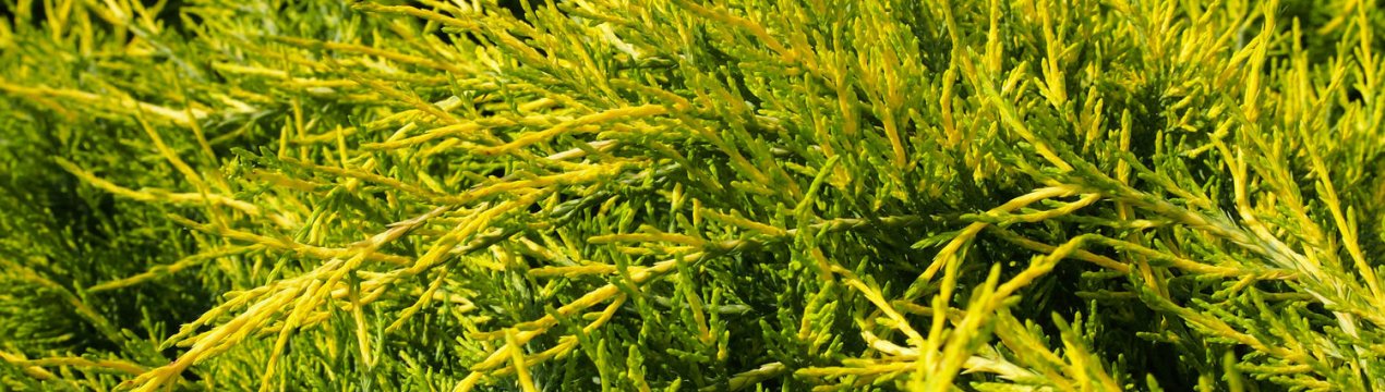 Опис популярних сортів можжевельника Пфітцеріана