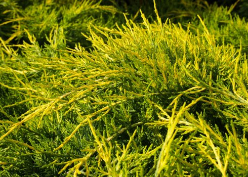 Описание популярных сортов можжевельника Пфитцериана