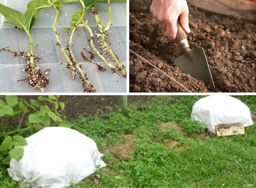 Сохранить гортензию до посадки в грунт весной. Укоренение черенков гортензии метельчатой.