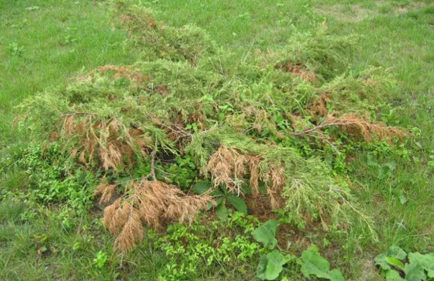 Фузариоз можжевельника Фузариоз можжевельника