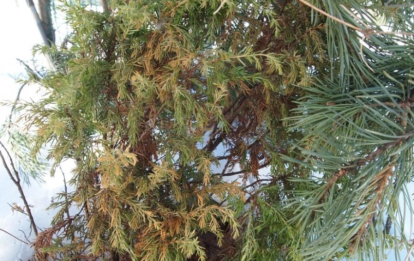 Усыхание веток можжевельника Усыхание веток можжевельника