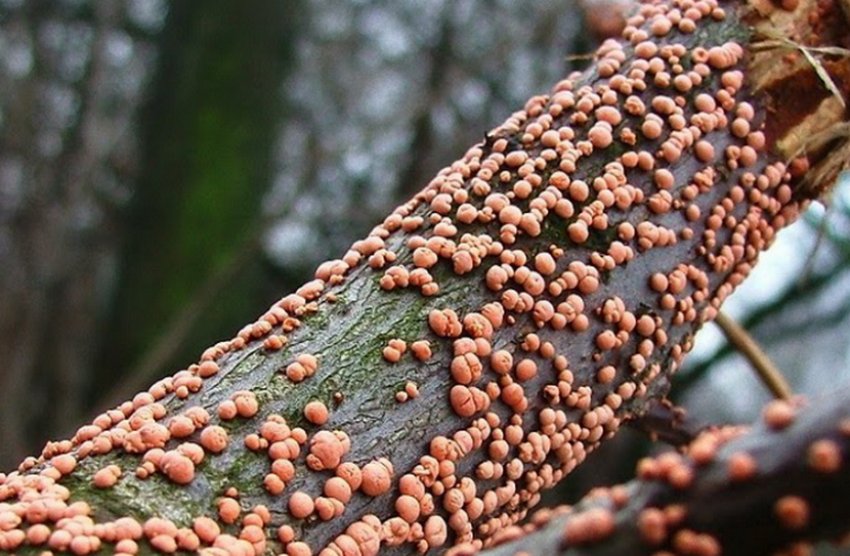 Некроз коры можжевельника Некроз коры можжевельника