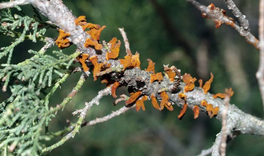 Ржавчина можжевельника Ржавчина можжевельника