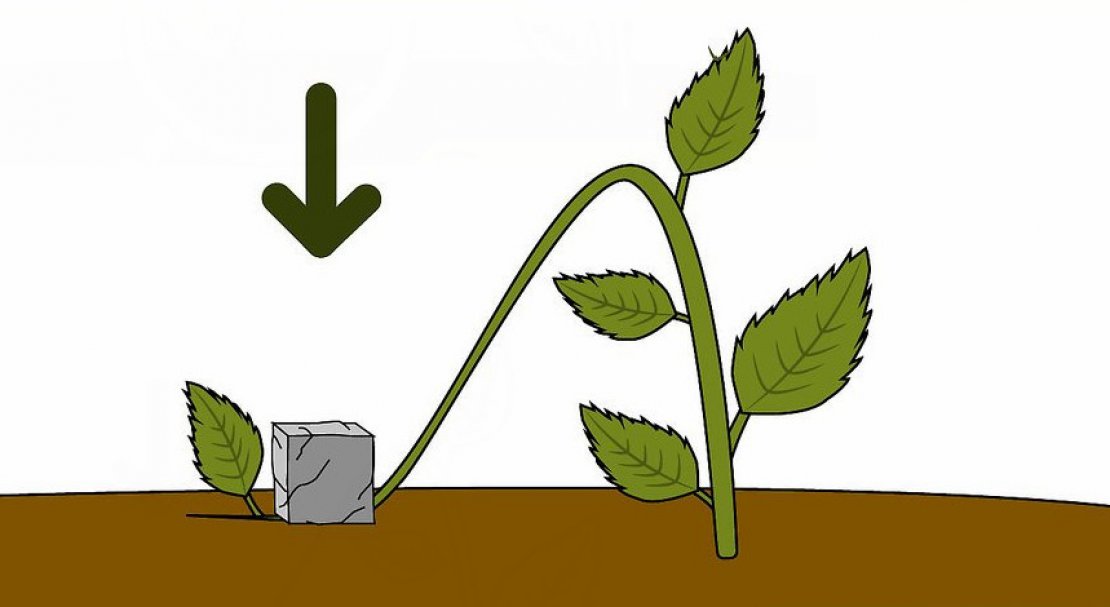 Как выращивать гортензию на даче и как за ней ухаживать?