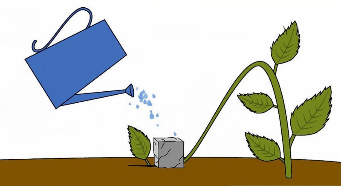 Как выращивать гортензию на даче и как за ней ухаживать?