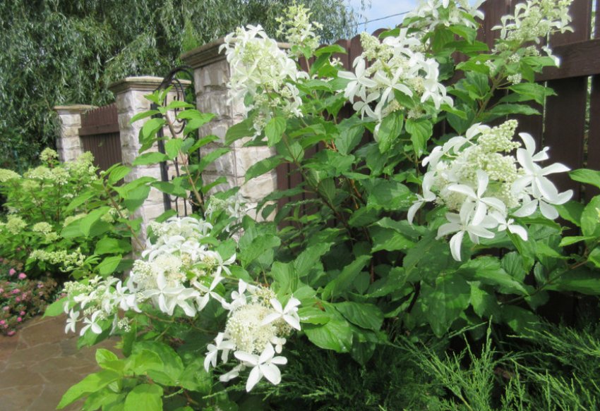 Хороше місце для гортензії Хороше місце для гортензії